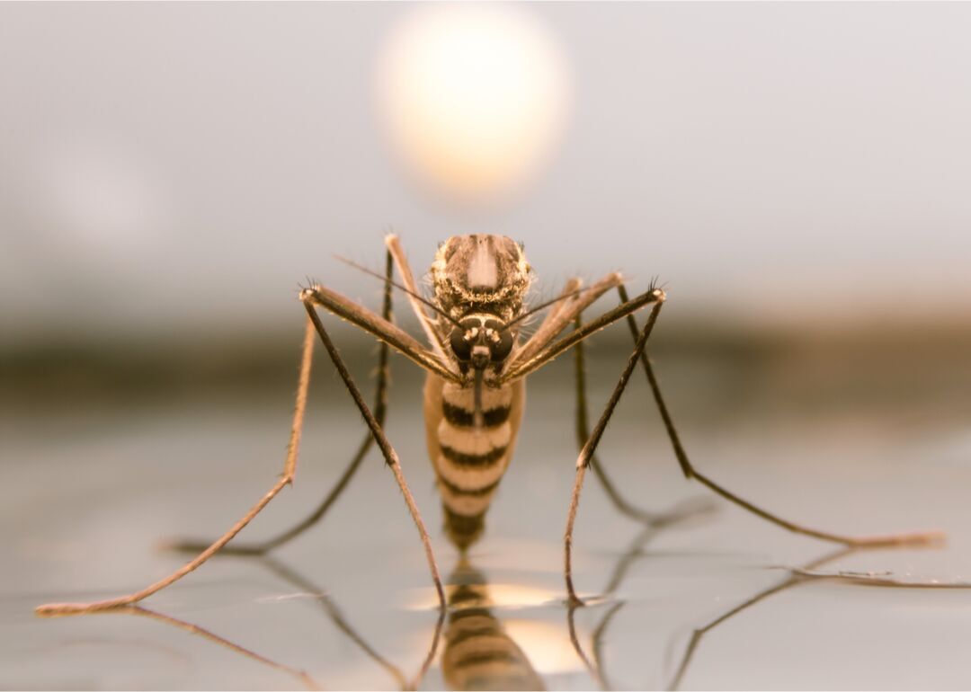 Myth #15: Mosquito bites transmit the coronavirus